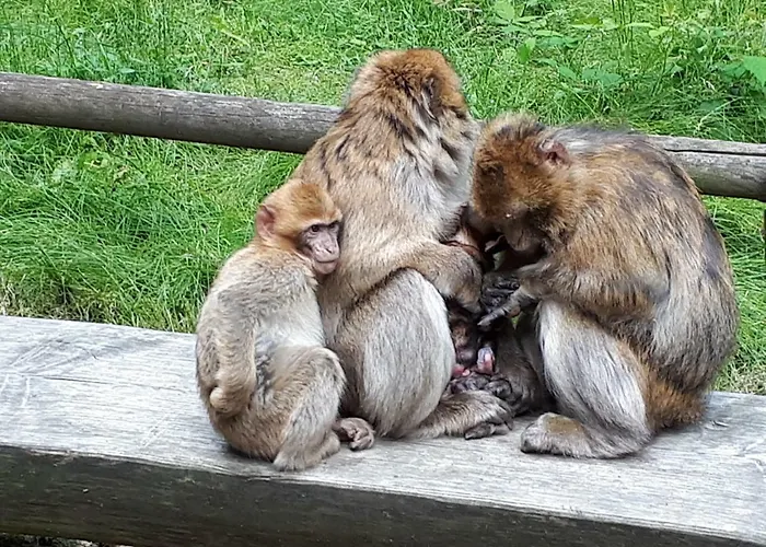 イン Alte Schleuse マンダーシャイト